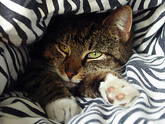 포토 JPG 해외이미지 동물 시선 얼굴 포즈 발 휴식 털 따뜻함 안전 사람없음 반려동물 고양이 흰색 표현 담요 모피 아래 낮잠 부드러움 거짓말 썩음 해외202004 해외포토 컬러 컨셉 포유류 신체부위 잠 감각 방향 위치 파일형식 이미지허브