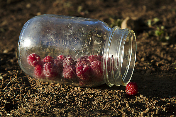 포토 JPG 해외이미지 나무 계절 열매 음식 줄기 백그라운드 잎 농업 채소 과일 매달리기 건강 사람없음 빨간색 초록색 빛 정원 성장 나뭇가지 신선 막대기 우아함 달콤 맛 유혹 먹기 오브젝트 유기농 원예 산딸기 충동구매 숙성 해외202004 해외포토 식물 웰빙 산업 컬러 컨셉 모션 취미 쇼핑 과소비 파일형식 이미지허브