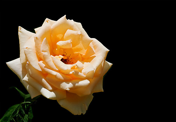 포토 JPG 해외이미지 식물 꽃잎 꽃 백그라운드 오렌지 자연 사람없음 가로 초록색 장미 노란색 머리 평화 검은색 봄 신선 우아함 크림 오브젝트 싱글 향기 심플 복숭아 부드러움 세기 해외202004 해외포토 계절 컬러 컨셉 과일 모션 신체부위 감각 생태계 냄새 파일형식 이미지허브