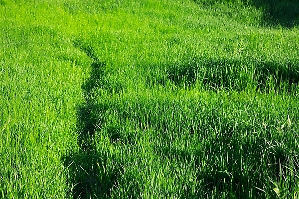 포토 JPG 해외이미지 식물 공원 백그라운드 밭 자연 사람없음 야외 초록색 여름 햇빛 환경 활발 젖음 시골 신선 칼날 심플 내추럴 강렬 뒤뜰 땅바닥 그리너리 해외202004 해외포토 계절 공공시설 컬러 컨셉 농업 바닥 태양 생태계 파일형식 트랜드컬러 이미지허브