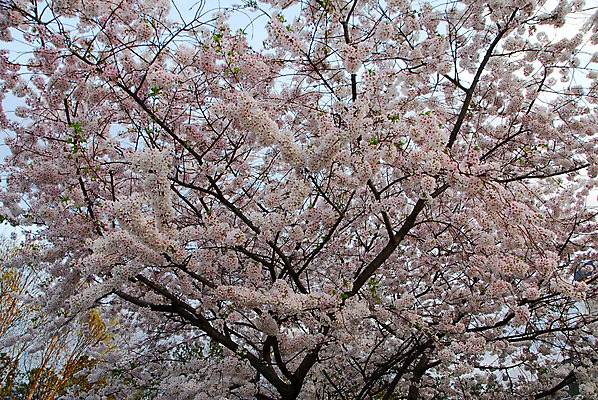 포토 JPG 해외이미지 나무 식물 계절 공원 꽃 분홍색 하늘 사람없음 야외 파란색 정원 봄 벚꽃 흰색 체리 해외202004 해외포토 공공시설 컬러 과일 파일형식 이미지허브