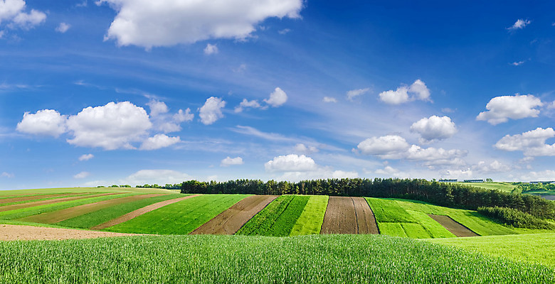 포토 JPG 해외이미지 나무 식물 구름 밭 농업 자연 하늘 파노라마 풍경 사람없음 농작물 농경지 마을 흙 봄 수확 시골 숲 땅 시리얼 땅바닥 수평선 해외202004 해외포토 자연요소 계절 산업 음식 바닥 촬영기법 농장 생태계 파일형식 이미지허브