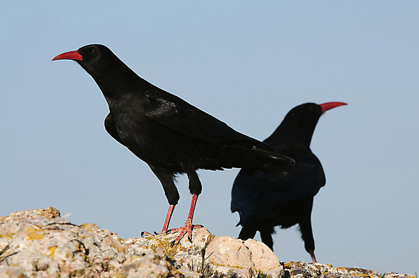 포토 JPG 해외이미지 동물 실루엣 유럽 야생동물 날개 아프리카 자연 조류 하늘 산 성인 사람없음 빨간색 햇빛 검은색 자유 고도 깃털 부리 까마귀 계산서 해외202004 해외포토 나라 컬러 컨셉 촬영기법 사람 태양 생태계 파일형식 이미지허브