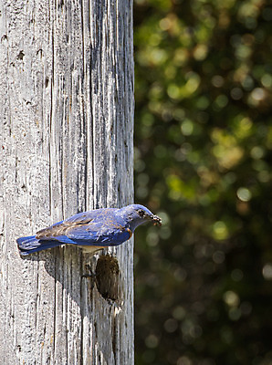 포토 JPG 해외이미지 나무 동물 남자 야생동물 음식 곤충 오렌지 자연 조류 주택 서기 성인 사람없음 야외 목재 파란색 봄 회색 자녀 구멍 아빠 둥지 깃털 부리 캘리포니아 귀뚜라미 동물상 수유 해외202004 해외포토 식물 계절 컬러 과일 재료 가족 모션 사람 건물 조형물 미국 생태계 파일형식 이미지허브