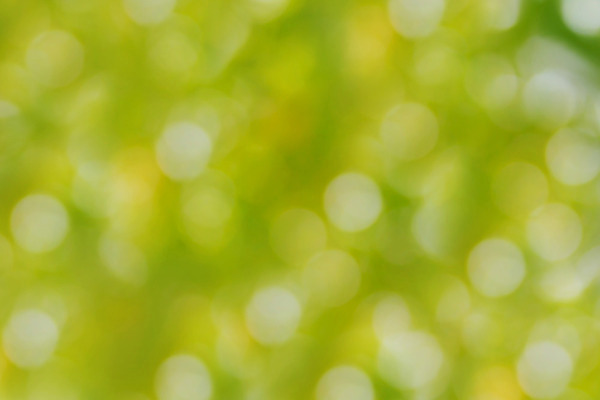 포토 JPG 해외이미지 나무 행복 백그라운드 잎 크리스마스 자연 아침 휴식 그림자 사람없음 초록색 빛 컬러풀 햇빛 터치 흰색 신선 원형 변화 달콤 소프트포커스 그늘 보케 부드러움 내추럴 블러 해외202004 해외포토 주간 도형 식물 기념일 감정 컬러 컨셉 촬영기법 태양 감각 맛 생태계 파일형식 이미지허브