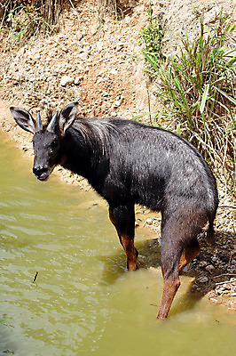 포토 JPG 해외이미지 나무 동물 1 아시아 야생동물 잎 포유류 태국 자연 근육 염소 생물 산 뿔 동물원 앉기 사람없음 야외 초록색 검은색 숲 큼 영양 무거움 땅바닥 혼자 해외202004 해외포토 식물 나라 컬러 모션 바닥 무게 크기 생태계 파일형식 이미지허브
