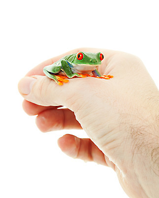 포토 JPG 해외이미지 동물 손 야생동물 자연 놀이 종류 개구리 양서류 사람 앉기 사람없음 빨간색 반려동물 환경 잡기 보호 결합 작음 흰배경 멸종 두꺼비 고립 이국적 해외202004 해외포토 컬러 백그라운드 컨셉 모션 신체부위 흰색 크기 생태계 파일형식 이미지허브