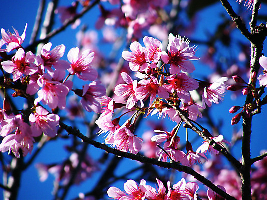 포토 JPG 해외이미지 나무 식물 꽃 아시아 여행 자연 사람없음 정원 벚꽃 숲 해외202004 해외포토 나라 생태계 파일형식 이미지허브