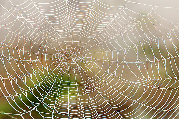 포토 JPG 해외이미지 디자인 패턴 자연 아침 사람없음 물 웹 젖음 물방울 그물 네트워크 떨어짐 이슬 연결 실크 묘사 질감 거미 올가미 어려움 해외202004 해외포토 주간 자연요소 곤충 컨셉 무늬 인터넷 직물 생태계 파일형식 이미지허브