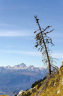 포토 JPG 해외이미지 나무 계절 자연 하늘 산 경사 사람없음 목재 평화 맑음 하이킹 가을 닫기 작음 알프스 멀리 해외202004 해외포토 식물 유럽 컨셉 재료 모션 레저 날씨 크기 생태계 파일형식 이미지허브
