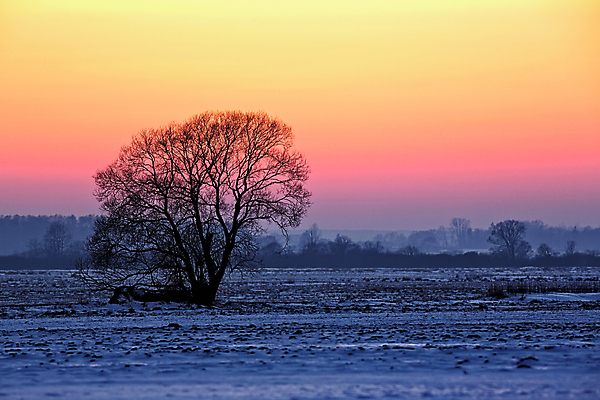 포토 JPG 해외이미지 나무 구름 계절 공원 분홍색 여행 백그라운드 크리스마스 겨울 오렌지 자연 하늘 날씨 새로움 요정 풍경 사람없음 야외 태양 환경 얼음 일몰 추위 흰색 소나무 눈송이 숲 12월 기적 연도 서리 장면 전나무 1월 폭설 눈내림 해외202004 해외포토 자연요소 식물 공공시설 기념일 컬러 컨셉 과일 눈_날씨 노을 날짜 자연재해 생태계 파일형식 이미지허브