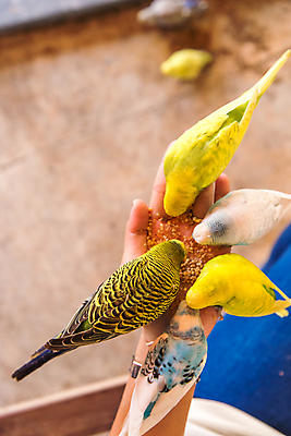포토 JPG 해외이미지 동물 손 야생동물 음식 날개 손가락 자연 조류 사랑 사람 사람없음 초록색 반려동물 노란색 먹이 먹기 부리 앵무새 해외202004 해외포토 감정 컬러 모션 신체부위 생태계 파일형식 이미지허브
