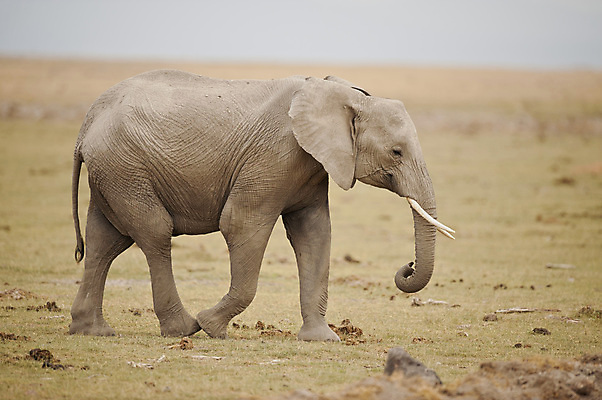 포토 JPG 해외이미지 동물 1 야생동물 포유류 아프리카 자연 초식동물 코끼리 국립공원 사람없음 큼 사파리 귀 상아 케냐 내추럴 사바나 해외202004 해외포토 공원 나라 신체부위 크기 생태계 파일형식 이미지허브
