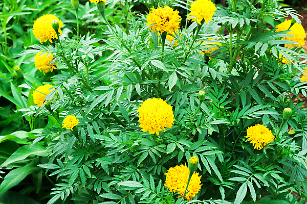 포토 JPG 해외이미지 식물 계절 꽃 아시아 문화 결혼 백그라운드 잎 꽃무늬 밭 농업 불교 오렌지 자연 동양인 사람없음 장식 초록색 여름 빛 컬러풀 노란색 정원 봄 활발 성장 벚꽃 가을 신선 개화 황금 원주민 꽃집 코스모스 원예 내추럴 해외202004 해외포토 나라 산업 종교 컬러 컨셉 무늬 과일 인종 이벤트 취미 상점 아프리카인 생태계 파일형식 이미지허브