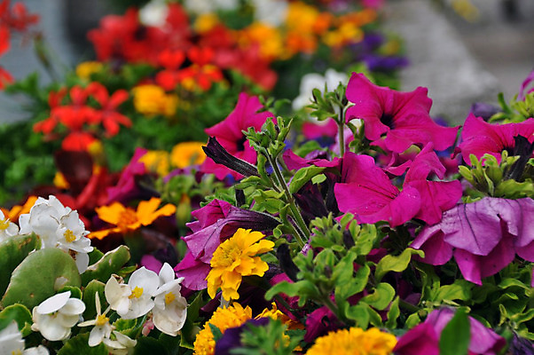 포토 JPG 해외이미지 식물 계절 공원 꽃잎 꽃 분홍색 꽃다발 잎 꽃무늬 패턴 오렌지 자연 종류 사람없음 야외 장식 빨간색 초록색 컬러풀 노란색 머리 정원 보라색 봄 활발 벚꽃 원예 화단 섞기 해외202004 해외포토 공공시설 컬러 컨셉 무늬 과일 취미 신체부위 생태계 파일형식 이미지허브