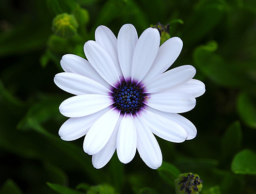 포토 JPG 해외이미지 식물 계절 꽃잎 꽃 줄기 꽃다발 백그라운드 꽃무늬 패턴 밭 자연 선물 사람없음 장식 초록색 파란색 태양 정원 봄 활발 성장 벚꽃 흰색 신선 개화 허브 심볼 데이지 해외202004 해외포토 자연요소 컬러 컨셉 무늬 농업 생태계 파일형식 이미지허브