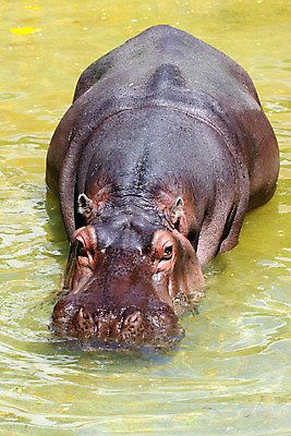 포토 JPG 해외이미지 동물 포유류 아프리카 자연 표면 초식동물 동물원 종류 사람없음 물 수영 산책 입 소 호주 치아 황소 몸통 하마 남쪽 사하라 동물상 민물 초식 탄자니아 후보 해외202004 해외포토 자연요소 나라 휴식 신체부위 조형물 사막 수상스포츠 소화기관 오세아니아 방향 생태계 파일형식 이미지허브