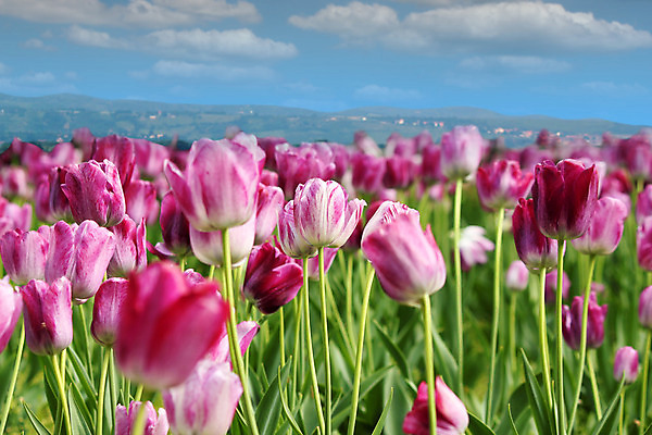 포토 JPG 해외이미지 식물 계절 꽃잎 꽃 분홍색 꽃무늬 밭 자연 풍경 사람없음 빨간색 초록색 여름 컬러풀 장미 정원 봄 활발 튤립 벚꽃 해외202004 해외포토 컬러 컨셉 무늬 농업 생태계 파일형식 이미지허브