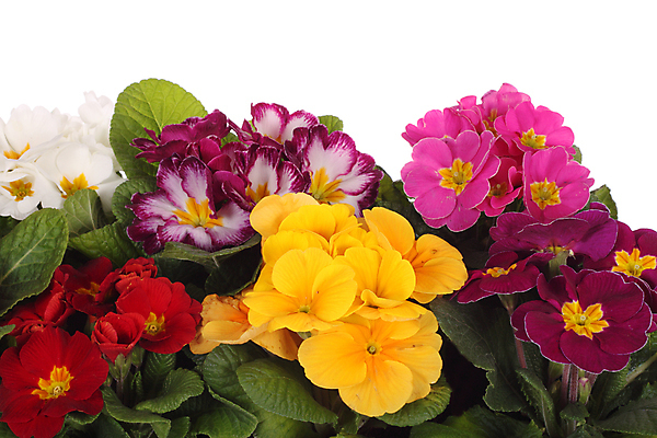 포토 JPG 해외이미지 식물 계절 공원 꽃 백그라운드 자연 종류 사람없음 장식 정원 봄 벚꽃 개화 혼합 꽃집 원예 잡종 원예사 프리뮬러 해외202004 해외포토 직업 공공시설 취미 상점 생태계 파일형식 이미지허브