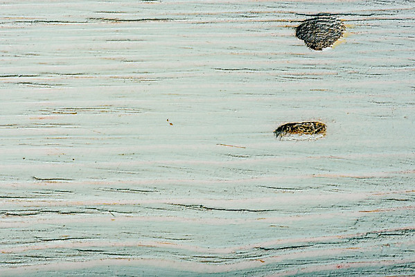 포토 JPG 해외이미지 나무 백그라운드 근접촬영 사람없음 목재 흰색 질감 카피스페이스 해외202004 해외포토 식물 뷰포인트 컬러 재료 공백 파일형식 이미지허브