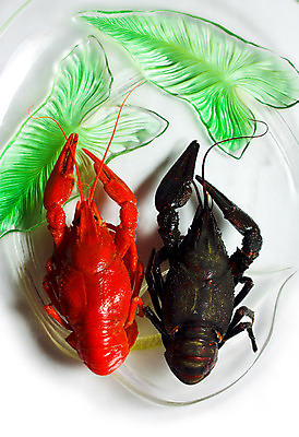 포토 JPG 해외이미지 백그라운드 2 자연 사람없음 빨간색 검은색 흰색 가재 바닷가재 내추럴 해외202004 해외포토 컬러 갑각류 생태계 파일형식 이미지허브