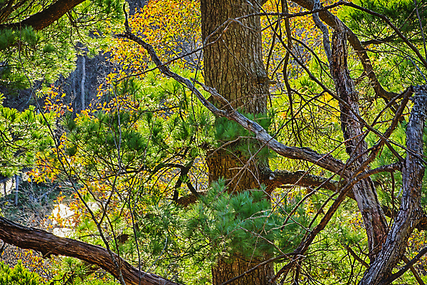 포토 JPG 해외이미지 나무 사람없음 초록색 컬러풀 햇빛 활발 가을 나뭇가지 소나무 침엽수 해외202004 해외포토 식물 계절 컬러 컨셉 태양 파일형식 이미지허브