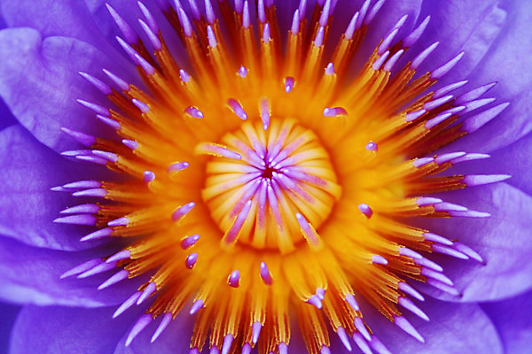 포토 JPG 해외이미지 식물 꽃잎 꽃 백그라운드 잎 꽃무늬 패턴 자연 사람없음 야외 물 컬러풀 노란색 정원 보라색 젖음 벚꽃 개화 우아함 닫기 떨어짐 묘사 싱글 내추럴 해외202004 해외포토 자연요소 컬러 컨셉 무늬 모션 생태계 파일형식 이미지허브