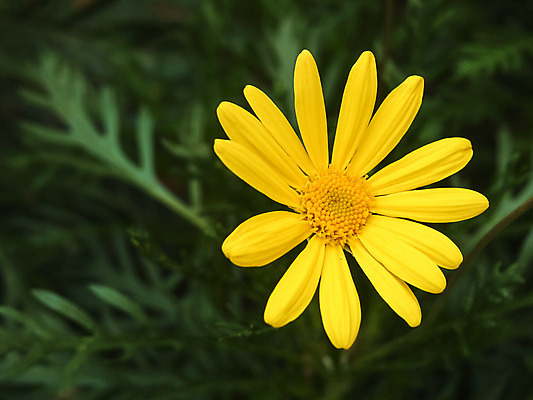 포토 JPG 해외이미지 식물 꽃 자연 풍경 사람없음 벌레 데이지 해외202004 해외포토 곤충 생태계 파일형식 이미지허브