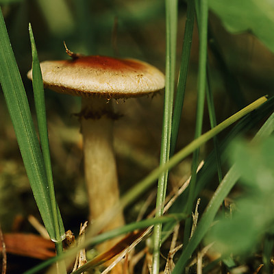 포토 JPG 해외이미지 식물 계절 음식 오렌지 자연 이끼 사람없음 목재 빨간색 초록색 여름 갈색 버섯 가을 숲 내추럴 곰팡이 그물버섯 식용 캡모자 해외202004 해외포토 나무 모자_잡화 컬러 과일 재료 생태계 파일형식 이미지허브