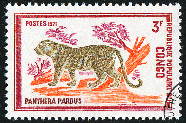 포토 JPG 해외이미지 나무 동물 야생동물 무늬 신체 자연 봉투 수염 사람없음 머리 고양이 수확 골동품 나뭇가지 메시지 역사 떨어짐 물개 편지 언덕 코 복고 엽서 귀 육식동물 주둥이 우표 표범 동물상 옛날 총구 콩고 해외202004 해외포토 식물 컨셉 농업 포유류 아프리카 신체부위 반려동물 조형물 바다동물 생태계 파일형식 이미지허브