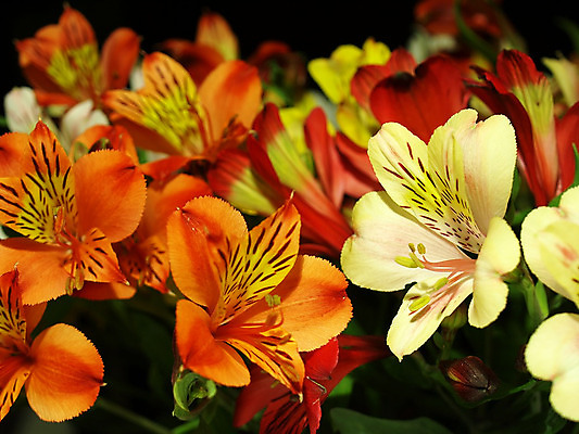 포토 JPG 해외이미지 식물 꽃잎 꽃 분홍색 꽃다발 백그라운드 잎 자연 사람없음 초록색 컬러풀 머리 보라색 성장 흰색 다발 꽃집 꽃가루 고립 꽃수술 멀티 취급주의 해외202004 해외포토 컬러 경고 신체부위 상점 가루 생태계 파일형식 이미지허브