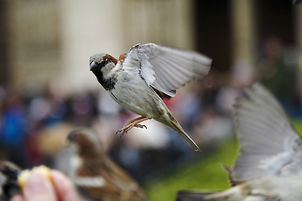 포토 JPG 해외이미지 손 야생동물 날개 자연 조류 사람없음 회색 먹기 배고픔 깃털 부리 참새 수유 해외202004 해외포토 동물 컬러 모션 신체부위 생태계 파일형식 이미지허브