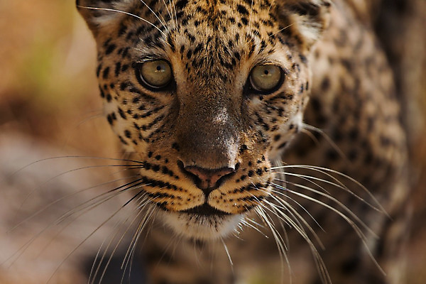 포토 JPG 해외이미지 나무 동물 응시 공원 얼굴 야생동물 스포츠 여행 포유류 아프리카 자연 수염 국립공원 사람없음 여행객 환경 고양이 나뭇가지 관찰 점 기다림 큼 검색 육식동물 표범 랜드마크 사바나 탄자니아 평야 해외202004 해외포토 멸종위기종 식물 시선 공공시설 나라 모션 사람 신체부위 반려동물 크기 생태계 파일형식 이미지허브
