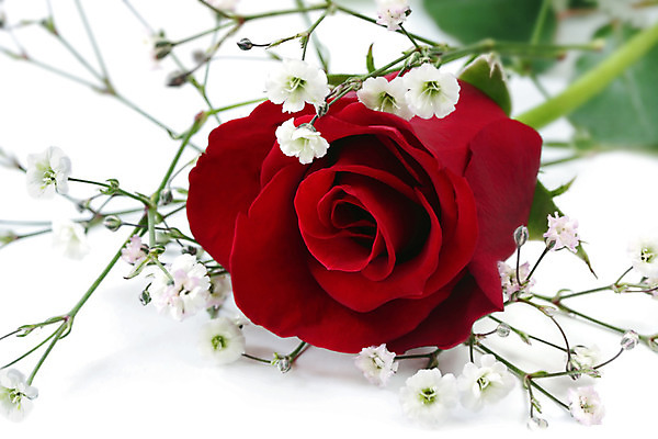 포토 JPG 해외이미지 꽃 사랑 사람없음 빨간색 장미 꽃봉오리 해외202004 해외포토 식물 감정 컬러 파일형식 이미지허브