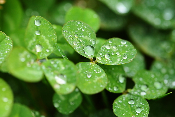 포토 JPG 해외이미지 식물 꽃잎 꽃 분홍색 백그라운드 잎 밭 자연 아침 풍경 사람없음 야외 초록색 물 여름 컬러풀 환경 봄 젖음 들꽃 성장 벚꽃 흰색 시골 침대 신선 오픈 원형 개화 클로버 떨어짐 소프트포커스 묘사 천국 내추럴 꽃수술 해외202004 해외포토 주간 자연요소 도형 계절 컬러 가구 컨셉 농업 촬영기법 생태계 파일형식 이미지허브