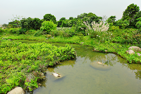 포토 JPG 해외이미지 나무 식물 구름 공원 아시아 지구 호수 야생동물 여행 자연 조류 하늘 풍경 사람없음 야외 목재 초록색 물 여름 강 반사 환경 중국 젖음 시골 연못 황무지 보호 습지 숲 생태계 장면 지역 동쪽 홍콩 내추럴 땅바닥 해외202004 해외포토 자연요소 동물 계절 공공시설 나라 컬러 컨셉 재료 바닥 방향 파일형식 이미지허브