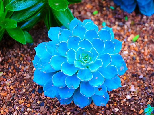 포토 JPG 해외이미지 나무 식물 공원 꽃 아시아 문화 섬 여행 백그라운드 컨셉 잎 자연 하늘 휴식 선인장 손바닥 풍경 사람없음 야외 치료 장식 초록색 여름 여행객 환경 정원 침묵 젖음 사막 성장 가시 보호 숲 허브 하와이 날카로움 스파이크 서쪽 알로에 정중 특별함 해외202004 해외포토 손 계절 공공시설 나라 컬러 의학 사람 미국 소리 방향 생태계 파일형식 이미지허브