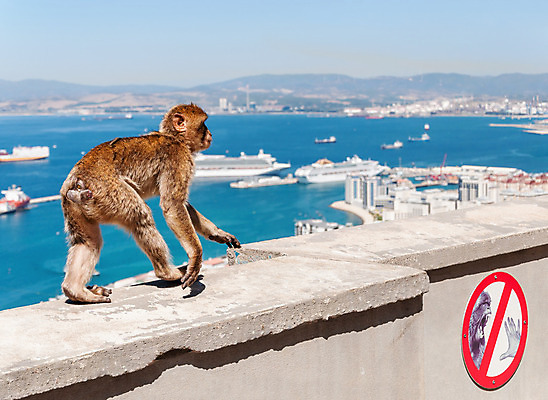 포토 JPG 해외이미지 주간 동물 유럽 야생동물 바다 여행 포유류 자연 영국 털 경고 사람없음 야외 파란색 갈색 걷기 항구 원숭이 도시 스페인 지중해 사인 포트 유인원 동물상 해외202004 해외포토 자연요소 나라 컬러 교통시설 모션 조형물 생태계 파일형식 이미지허브