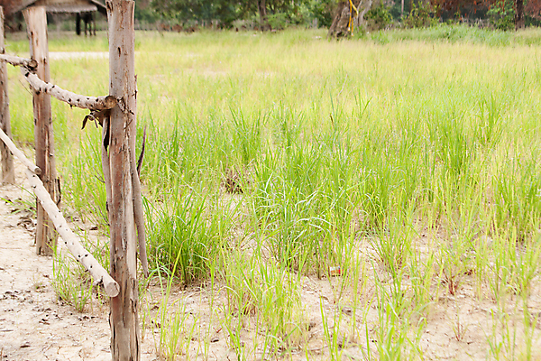 포토 JPG 해외이미지 밭 농업 자연 그림자 풍경 사람없음 야외 목재 초록색 여름 울타리 농장 봄 목장 시골 재산 언덕 옛날 해외202004 해외포토 나무 계절 산업 컬러 재료 금융 담장 생태계 파일형식 이미지허브