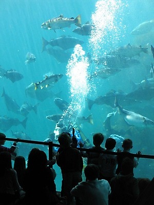 포토 JPG 해외이미지 여자 남자 어린이 실내 어류 소년 여러명 상반신 성인 파란색 울타리 손들기 수중 어둠 가리킴 잠수부 물거품 수족관 잠수복 아쿠아리움 해외202004 해외포토 옷 컬러 다수 모션 사람 손짓 내부 담장 수중동물 거품 전문직 파일형식 이미지허브