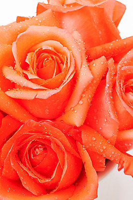 포토 JPG 해외이미지 식물 꽃잎 꽃 길 꽃다발 백그라운드 잎 꽃무늬 오렌지 자연 발렌타인데이 선물 사랑 씨앗 사람없음 장식 초록색 컬러풀 장미 벚꽃 흰색 신선 원형 우아함 혼합 배열 묘사 질감 내추럴 고립 해외202004 해외포토 도형 감정 컬러 컨셉 무늬 과일 데이이벤트 생태계 파일형식 이미지허브