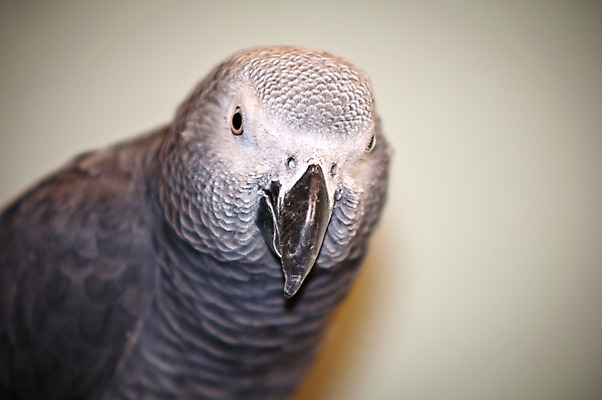 포토 JPG 해외이미지 나무 동물 척추동물 1 응시 야생동물 백그라운드 날개 포유류 자연 조류 생물 실내 서기 사람없음 야외 옆모습 반려동물 머리 검은색 회색 나뭇가지 깃털 부리 앵무새 슛 새장 노려봄 이국적 잉꼬 해외202004 해외포토 식물 시선 뷰포인트 컬러 모션 표정 내부 신체부위 생태계 케이지 파일형식 이미지허브