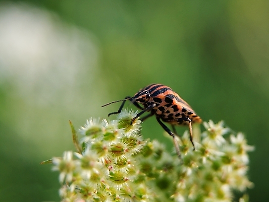 포토 JPG 해외이미지 식물 동물 곤충 오렌지 자연 사람없음 빨간색 초록색 여름 정원 검은색 줄무늬 이탈리아 흰색 닫기 벌레 작음 딱정벌레 방패 내추럴 동물상 해외202004 해외포토 계절 유럽 컬러 무늬 과일 모션 조형물 크기 생태계 파일형식 이미지허브