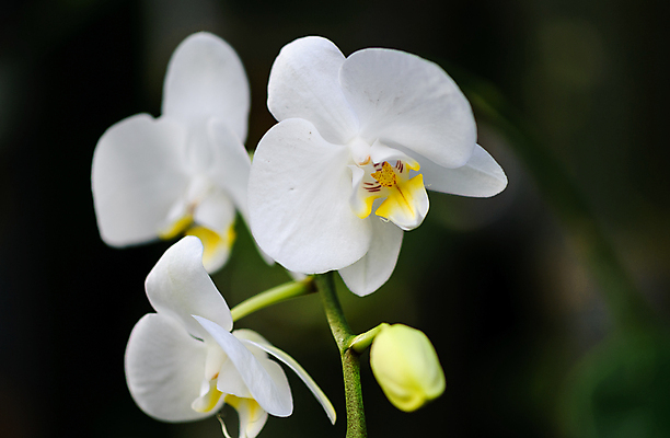 포토 JPG 해외이미지 식물 계절 꽃잎 꽃 길 분홍색 잎 자연 실내 사람없음 내부 빨간색 초록색 컬러풀 환경 꽃병 흙 놀이방 성장 벚꽃 흰색 냄비 원예 식물원 먼지 베이징 내추럴 묘목 온실 줄서기 해외202004 해외포토 나무 컬러 모션 취미 중국 솥 생태계 파일형식 이미지허브