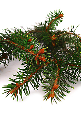 포토 JPG 해외이미지 나무 전통 계절 백그라운드 크리스마스 겨울 패턴 자연 새로움 프레임 사람없음 목재 장식 초록색 세일 우주 흰색 나뭇가지 축하 신선 소나무 신용카드 연도 질감 침엽수 전나무 내추럴 고립 노엘 가문비나무 카피스페이스 해외202004 해외포토 식물 기념일 컬러 컨셉 무늬 재료 금융 공백 생태계 파일형식 이미지허브