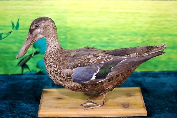 포토 JPG 해외이미지 동물 야생동물 사람없음 공작 독수리 부엉이 해외202004 해외포토 조류 파일형식 이미지허브