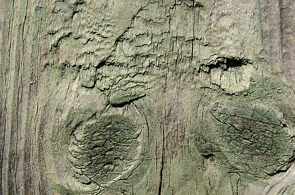 포토 JPG 해외이미지 나무 접시 디자인 외관 벽 백그라운드 패턴 자연 탁자 표면 바닥 프레임 사람없음 건물 목재 장식 초록색 빛 갈색 어둠 줄무늬 수확 판넬 거친 균열 널 낟알 책상 사인 질감 복고 결 내추럴 그런지 수목 옛날 합판 파케트 해외202004 해외포토 식물 식기 건축물 컬러 가구 무늬 농업 재료 모션 생태계 파일형식 이미지허브