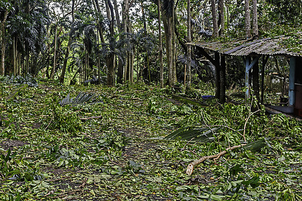 포토 JPG 해외이미지 나무 식물 아시아 자연 날씨 잔디 사람없음 손상 파편 뒤뜰 땅바닥 재앙 해외202004 해외포토 나라 컨셉 바닥 생태계 파일형식 이미지허브