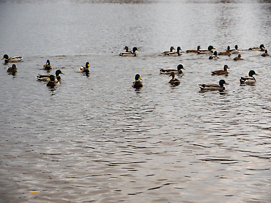 포토 JPG 해외이미지 동물 커플 남자 실루엣 호수 야생동물 음식 파도 백그라운드 겨울 날개 가족 자연 조류 오리 사람없음 야외 가로 초록색 물 여름 파란색 빛 강 컬러풀 태양 반사 갈색 노란색 검은색 수영 봄 산책 흰색 아기 연못 그룹 떨어짐 깃털 대야 청둥오리 해외202004 해외포토 자연요소 계절 바다 컬러 컨셉 관계 휴식 촬영기법 사람 수상스포츠 생태계 파일형식 이미지허브