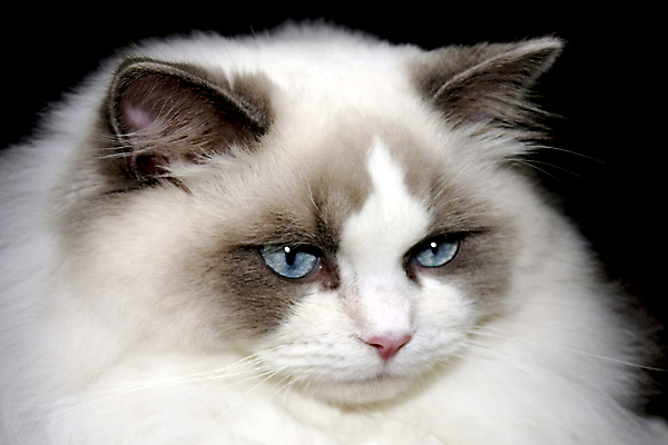 포토 JPG 해외이미지 유럽 포유류 수염 주택 털 사람없음 고양이 꼬리 육식동물 육식 폴란드 브로츠와프 해외202004 해외포토 동물 나라 건물 반려동물 파일형식 이미지허브